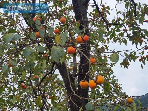 今天 宜宾这个地方太巴适了 摘柿子 推豆花 打糍粑