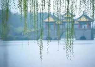 一窗烟雨，纷飞了谁的素颜？(原来是姹紫嫣红烟雨朦胧)