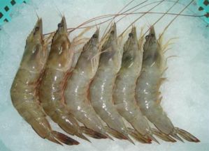 对虾的养殖技术和方法,有谁在养殖南美白对虾没有？能不能提供一些养殖技术