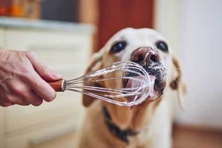 狗狗可以吃奶油吗 奶油对狗狗来说有益吗 喂狗吃奶油的注意事项