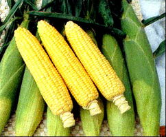 玉米最晚几月几号种 8月中旬种玉米晚不晚