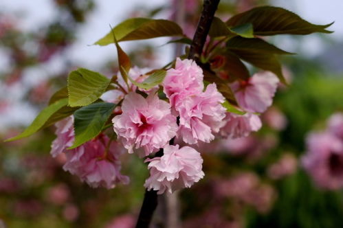 日本晚樱和什么植物一起种植