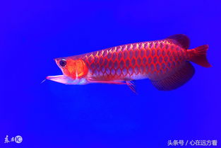 世界上最贵的小鱼,一位日本人花500万人民币买走,创吉尼斯纪录