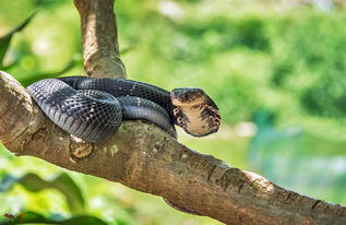 树眼镜蛇的生态习性 