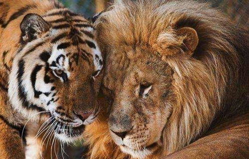 老虎和狮子既然有生殖隔离,为什么还有孙子辈后代狮狮虎兽存在