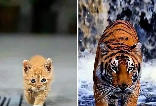 老虎不吃猫真的是因为老虎不会爬树吗 为什么