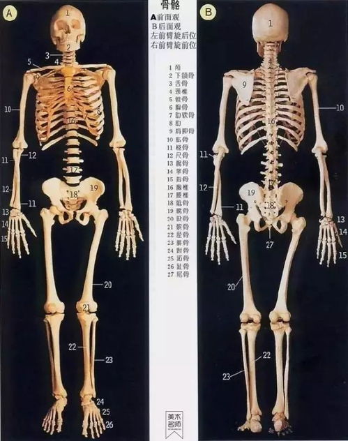 谁有人体骨骼肌肉结构图 图片欣赏中心 急不急图文 Jpjww Com