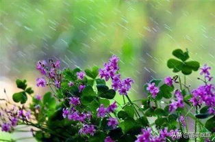 现代关于雨的诗句