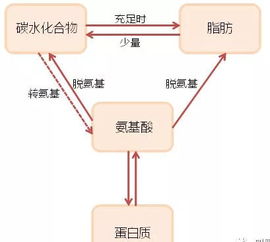 减脂期为什么要补充蛋白质 轻食中的蛋白质,到底该吃哪些