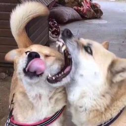 这两只狗狗,一只喜欢吐舌头,一只见到舌头就炸毛 