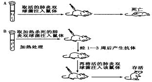 请回答下列与免疫有关的问题