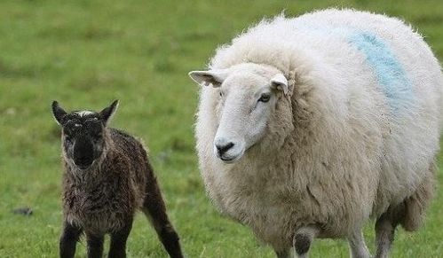 生肖羊 在哪个年龄段开始发大财 特指1967年的