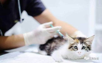 为什么要给猫咪打疫苗,不出门的猫也要打么,大概多少钱 