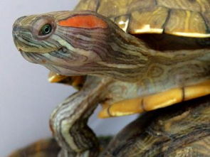 养巴西红耳龟要放多少水？