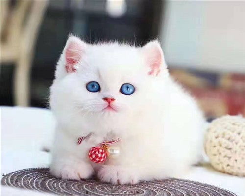 图 成都英短蓝猫多少钱一只 成都哪里有便宜的猫咪 猫咪活幼体 成都宠物猫 