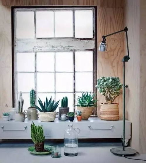 家里的植物摆放有什么讲究 不同房间的盆栽布置