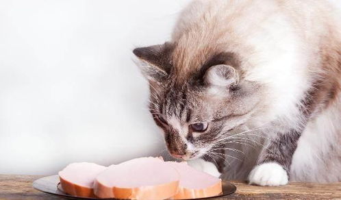 猫咪只吃罐头不吃猫粮 这可不是因为嘴馋,而是从小没培养好