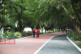 南湖公园环湖路改造步道 散步 跑步各行其道