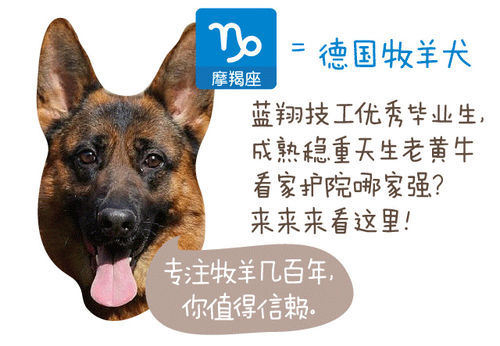 摩羯座专属小型犬(摩羯座的专属宠物狗)