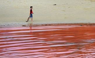 法国东部海岸海水变色是什么导致的 