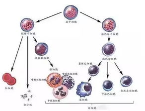 宝宝脐带血,到底要不要存 