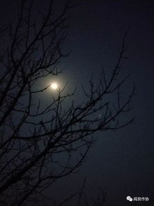 关于月亮与树的诗句
