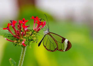 美丽蝴蝶,隐形翅膀,美得不像真的