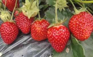 草莓吃了舌头麻应该怎么办 草莓不甜怎么办