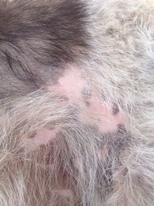 狗狗最近掉毛严重 皮肤有点红 看它拼命的抓咬估计是很痒 是真菌感染还是其它什么 要用什么药 