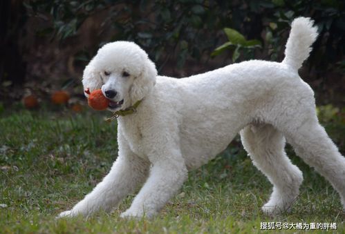 谁说大型犬不能居家喂养 这5种狗狗体型虽大却温柔,肯定不拆家