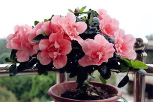 杜鹃哪个品种的花最漂亮,杨梅红杜鹃和国旗红杜鹃哪个好看？
