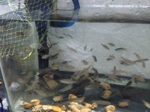 鱼缸里养100多条小鱼和虾适合吗 还是密度太大了 