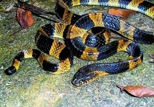 广州地区蛇类大起底 八类蛇特毒 银环蛇最 毒 