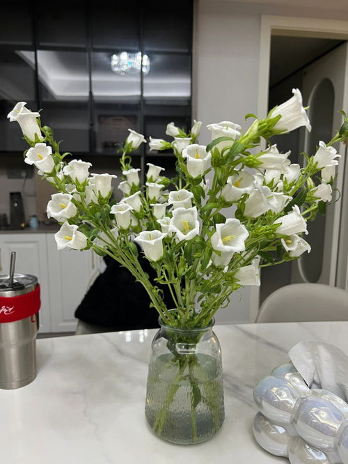 居家兴趣分享 雪碧养花真的爆开花 