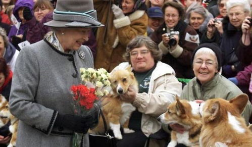 英国女王养狗70年,最后只剩两条狗狗,10张图带你走进女王养狗史