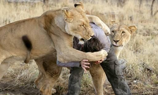 在非洲大草原旅行,被狮子包围,我们靠勇敢脱险