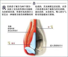 彻底了解自己 全套人体解剖图 