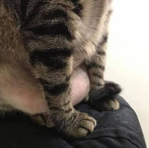 猫咪怀孕3个月还没生,主人带它去看医生,医生的话让她瞬间尴尬