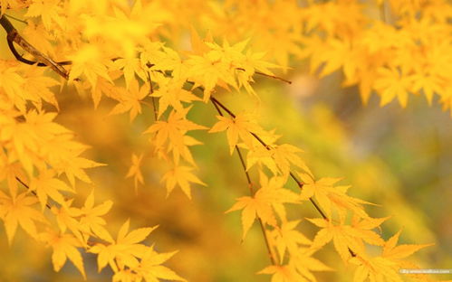 壁纸 金色的枫叶 金色秋天摄影壁纸壁纸,浓浓秋色 秋天树叶摄影壁纸图片 