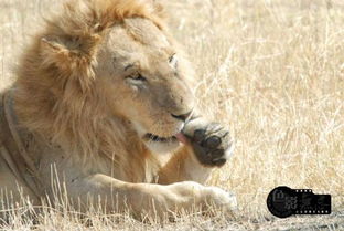 狮子爱吃什么东西 
