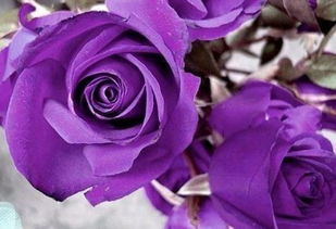 紫玫瑰图片唯美