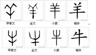 汉字羊字的演变过程图片,急需呀