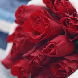 红玫瑰花语是什么,玫瑰花的花语是什么，玫瑰花象征着美丽的爱情