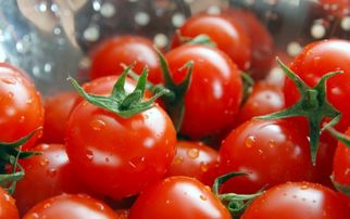 番茄早 晚疫病的辨别与防治措施