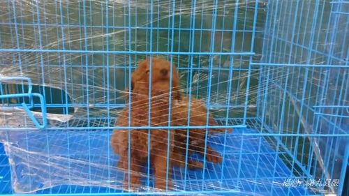 两只棕色泰迪狗被主人关在笼子里 它们不时叫唤 让人怜爱 