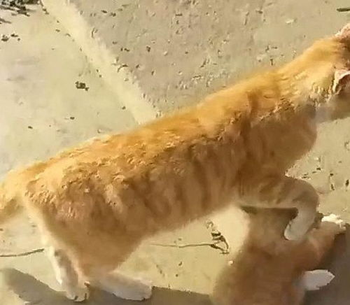 大橘拎着一只小橘猫回家,铲屎官这也算是有两只橘猫的人了
