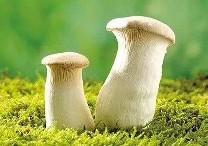 科普丨秋冬的菌菇最养人 这7种菇营养又美味