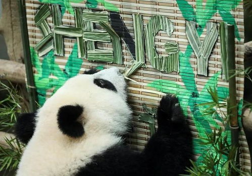 马来西亚熊猫一家4口过的怎样 暖暖是被退回中国吗