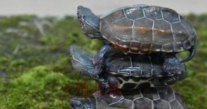养龟小知识 中华田园龟,是水龟还是陆龟
