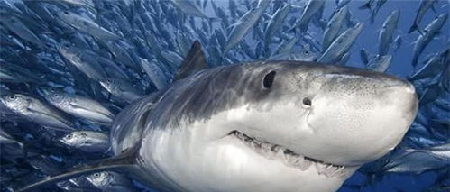 作为 海洋霸主 的鲨鱼,为什么不吃海豚 鲨鱼 真的追不上啊
